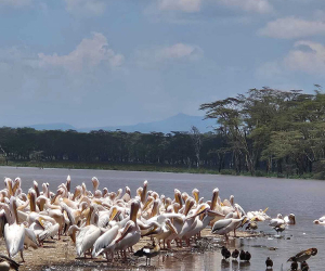 Kenya Saf Gallery Img A