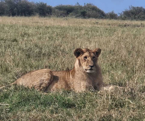 Kenya Saf Gallery Img B