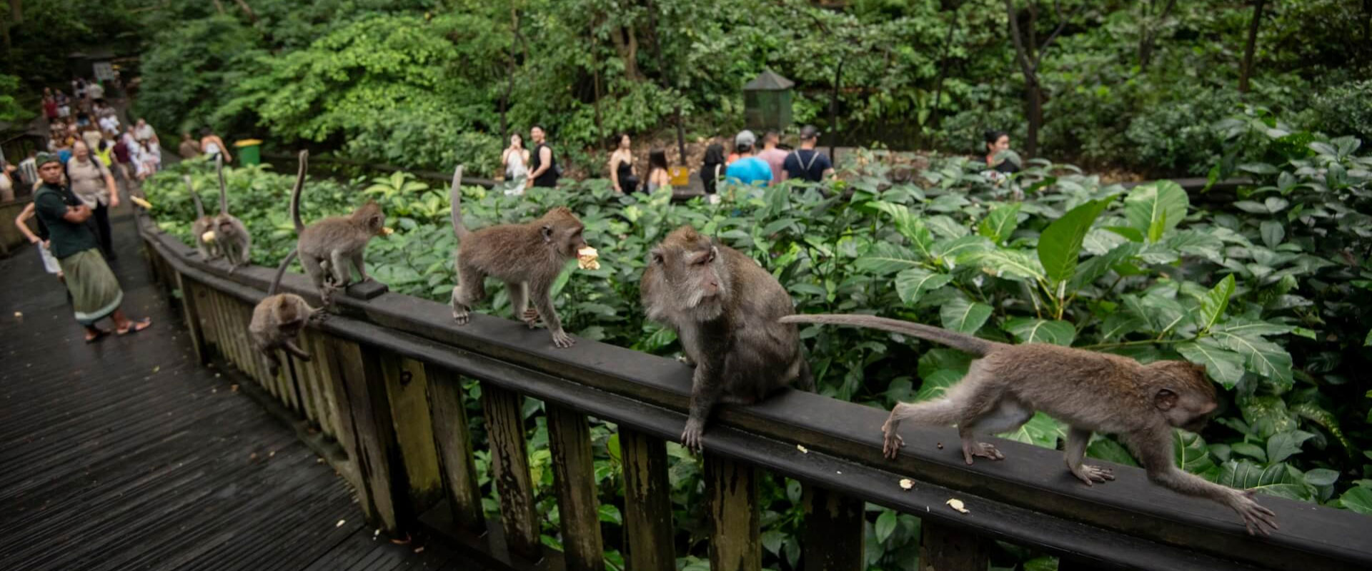 Monkey Forest