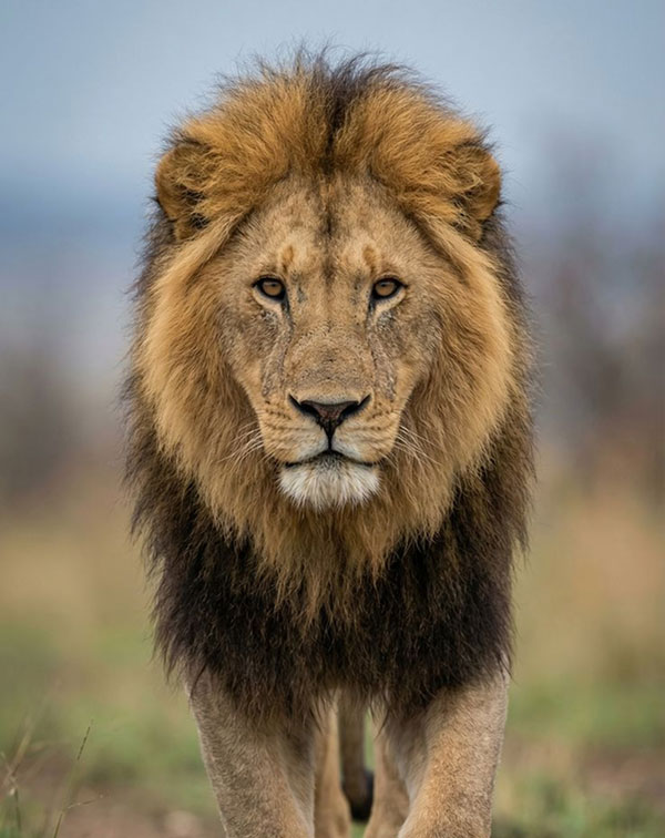 Africa