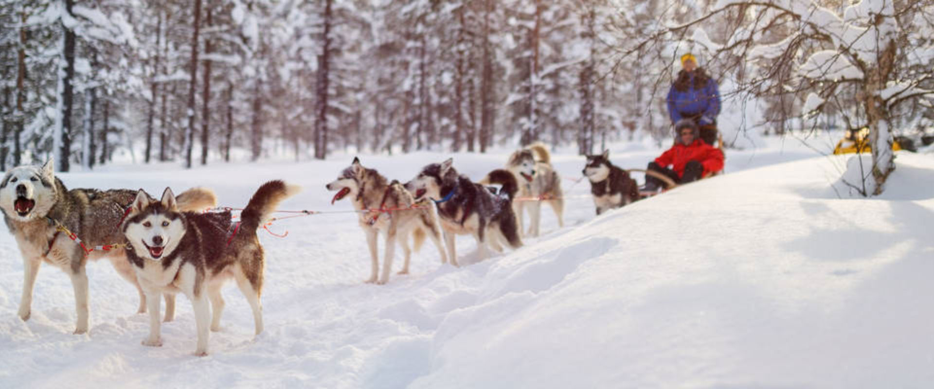 Husky Dog Sledge Ride