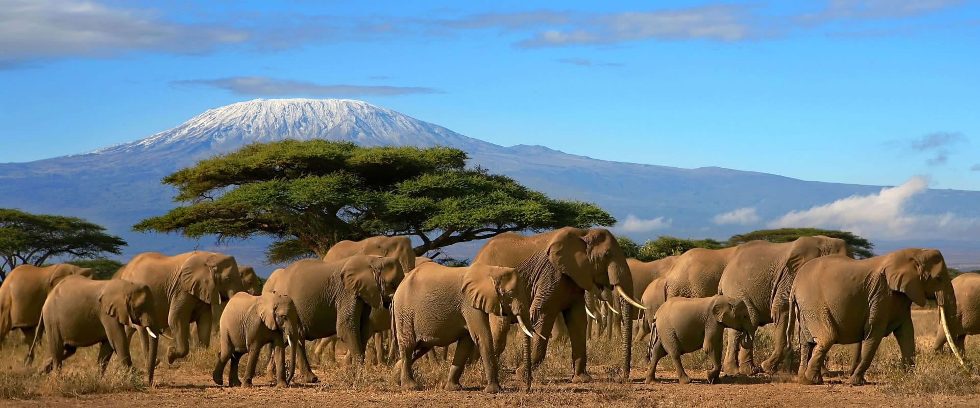 Amboseli Jungle Safari