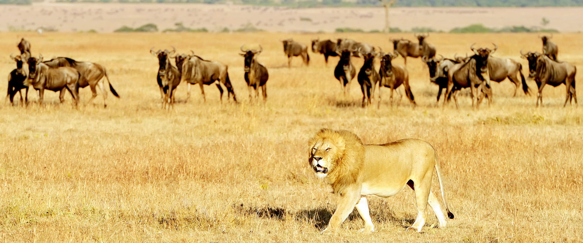 Masai Mara Jungle Safari